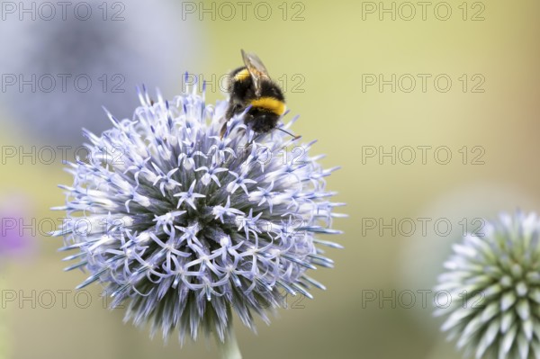 Buff tailed bumblebee (Bombus terrestris) adult bee insect feeding on a garden Globe thistle flower in summer, England, United Kingdom