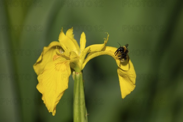 Buff tailed bumblebee (Bombus terrestris) adult bee insect on a garden yellow flag iris flower in summer, England, United Kingdom