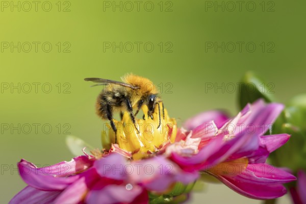 Common carder bumblebee (Bombus pascuorum) adult bee insect feeding on a garden Dahlia flower in summer, England, United Kingdom