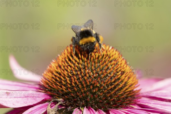 Buff tailed bumblebee (Bombus terrestris) adult bee insect feeding on a garden Coneflower (Echinacea purpurea) flower in summer, England, United Kingdom
