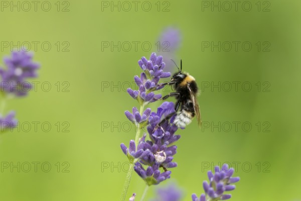 Buff tailed bumblebee (Bombus terrestris) adult bee insect feeding on a garden English lavender flower in summer, England, United Kingdom