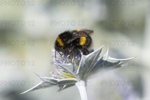 Buff tailed bumblebee (Bombus terrestris) adult bee insect feeding on Sea holly flowers in summer, England, United Kingdom
