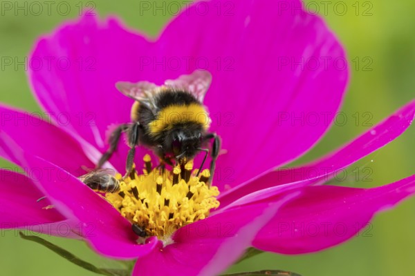 Buff tailed bumblebee (Bombus terrestris) adult bee insect feeding on a garden Cosmos flower in summer, England, United Kingdom