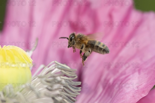 Honey bee (Apis mellifera) adult insect flying towards a garden poppy flower in summer, England, United Kingdom
