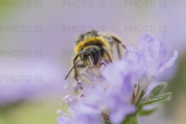 Buff tailed bumblebee (Bombus terrestris) adult bee insect feeding on a Field scabious flower in summer, England, United Kingdom