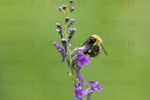 Common carder bumblebee (Bombus pascuorum) adult bee insect feeding on a garden Toadflax flower in summer, England, United Kingdom