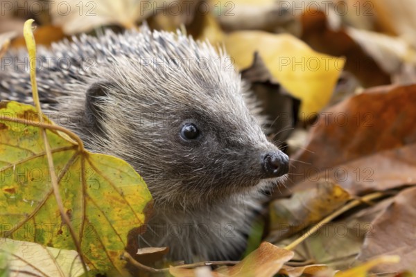 European hedgehog (Erinaceus europaeus) adult animal emerging from a pile of fallen autumn leaves in a garden, England, United Kingdom