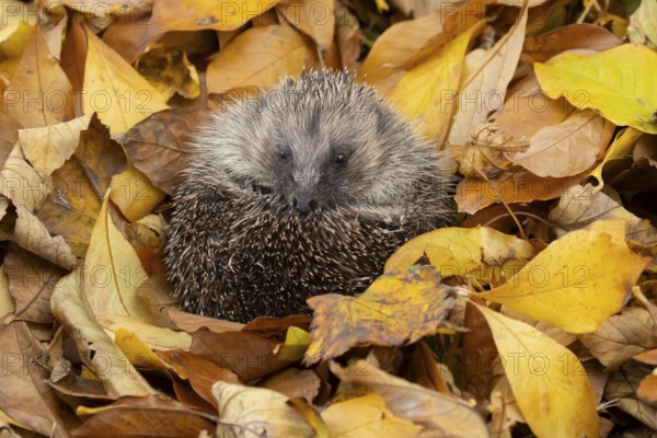 European hedgehog (Erinaceus europaeus) adult animal curled in a ball for hibernation on fallen autumn leaves in a garden, England, United Kingdom