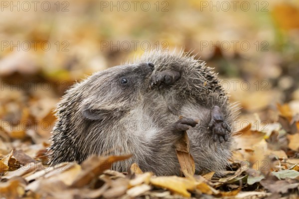 European hedgehog (Erinaceus europaeus) adult animal on fallen autumn leaves in a garden, England, United Kingdom