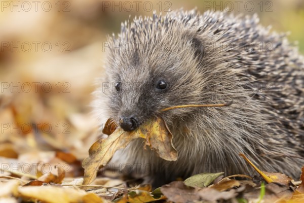 European hedgehog (Erinaceus europaeus) adult animal carrying a leaf in its mouth for bedding material during hibernation on fallen autumn leaves in a garden, England, United Kingdom