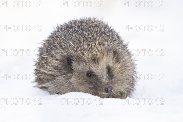 European hedgehog (Erinaceus europaeus) adult animal on snow in a garden in winter, England, United Kingdom