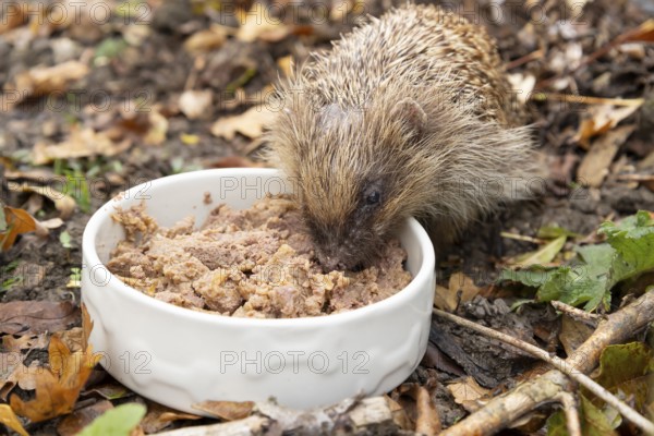 European hedgehog (Erinaceus europaeus) adult animal eating dog food from a pet bowl in a garden in autumn, England, United Kingdom