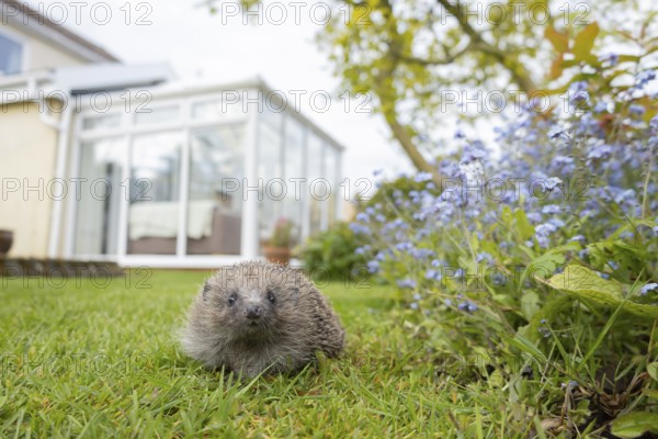 European hedgehog (Erinaceus europaeus) adult animal in a garden with a house in the background in spring, England, United Kingdom