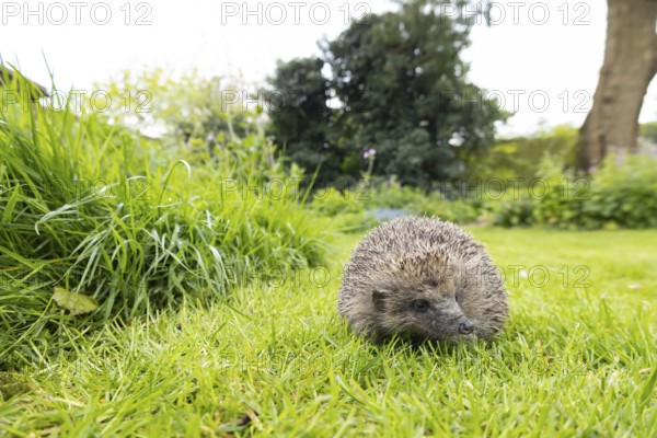 European hedgehog (Erinaceus europaeus) adult animal on a garden grass lawn next to a patch of long grass in spring, England, United Kingdom
