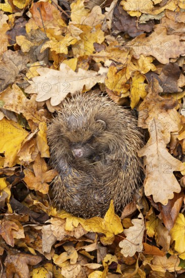 European hedgehog (Erinaceus europaeus) adult animal curled in a ball for hibernation on fallen autumn leaves in a garden, England, United Kingdom