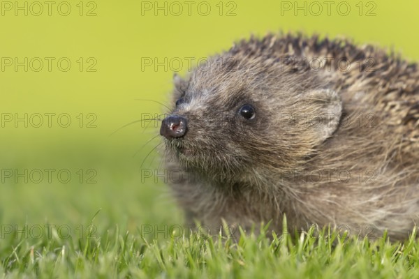 European hedgehog (Erinaceus europaeus) adult animal on a garden grass lawn in spring, England, United Kingdom
