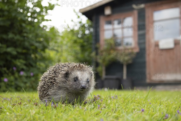 European hedgehog (Erinaceus europaeus) adult animal in a garden with a shed in the background, England, United Kingdom