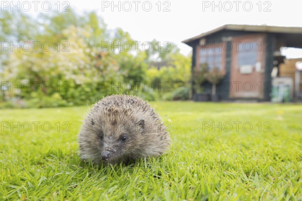 European hedgehog (Erinaceus europaeus) adult animal in a garden with a shed in the background in spring, England, United Kingdom