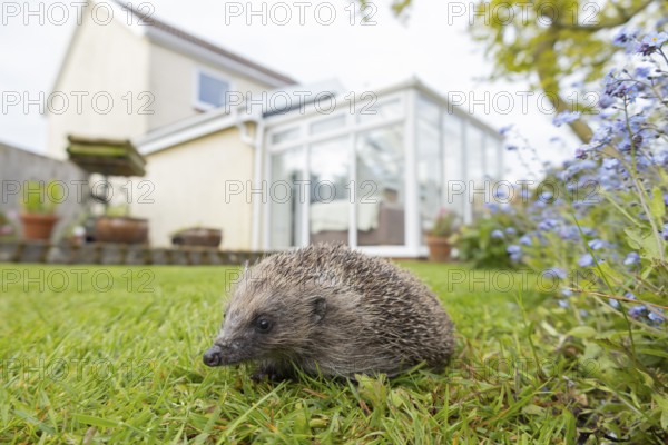 European hedgehog (Erinaceus europaeus) adult animal on a garden grass lawn with a house in the background in spring, England, United Kingdom
