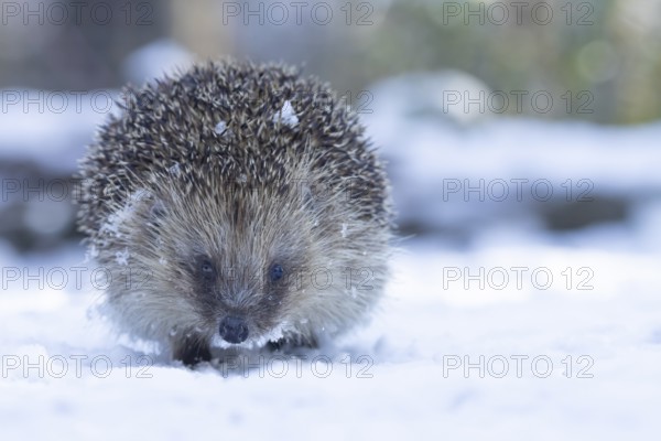 European hedgehog (Erinaceus europaeus) adult animal walking on snow in a garden in winter, England, United Kingdom