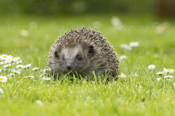 European hedgehog (Erinaceus europaeus) adult animal on a garden grass lawn with daisy flowers in summer, England, United Kingdom