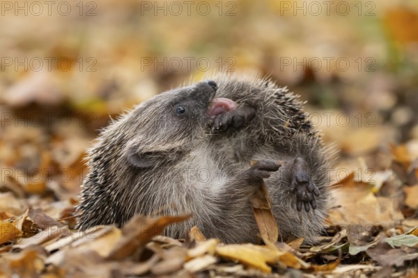 European hedgehog (Erinaceus europaeus) adult animal self-anointing or self-salivating on fallen autumn leaves in a garden, England, United Kingdom