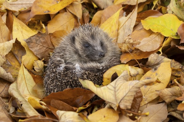 European hedgehog (Erinaceus europaeus) adult animal curled in a ball on fallen autumn leaves in a garden, England, United Kingdom