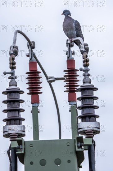 Pigeon sits on a power cable for traction power, mast with a circuit breaker for switching electricity to the rail network on or off, insulators, Germany