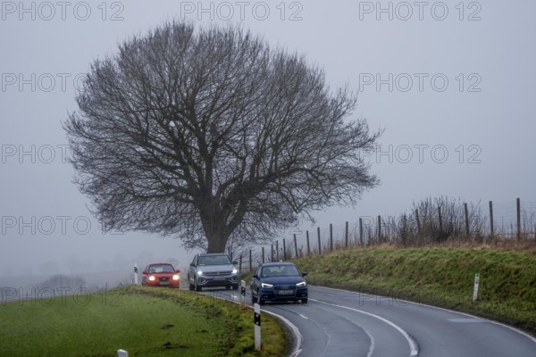 Thick fog, with low visibility, country road, Schuirweg, bare trees, winter, in Essen, North Rhine-Westphalia, Germany