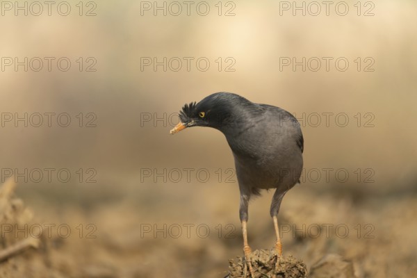 A jungle myna (Acridotheres fuscus) stands on the ground against a blurred background, Sreepur, Gazipur, Bangladesh