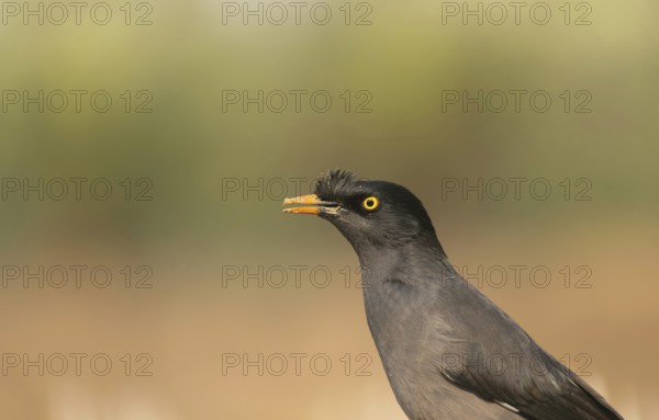 Close-up of a jungle myna (Acridotheres fuscus), Sreepur, Gazipur, Bangladesh