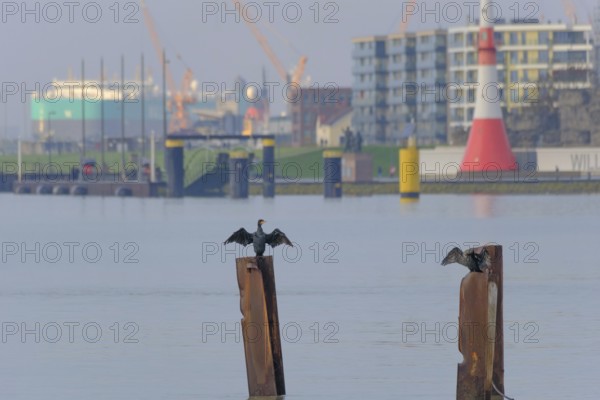 A cormorant (Phalacrocoracidae) stands on a steel stake and dries its wings in the background of the Weser dike, Bremerhaven, Bremen, Germany
