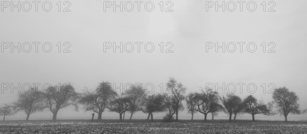 Fruit trees in winter when the weather is cloudy, Eckental, Middle Franconia, Bavaria, Germany