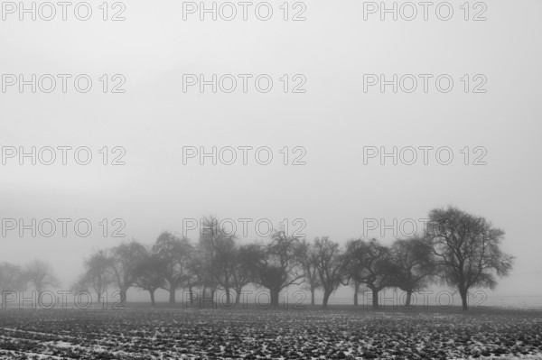 Fruit trees in winter in cloudy weather, black and white, Eckental, Middle Franconia, Bavaria, Germany