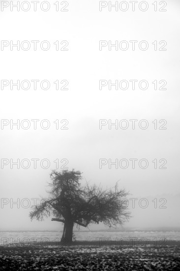 Fruit tree in winter in cloudy weather, black and white, Eckental, Middle Franconia, Bavaria, Germany