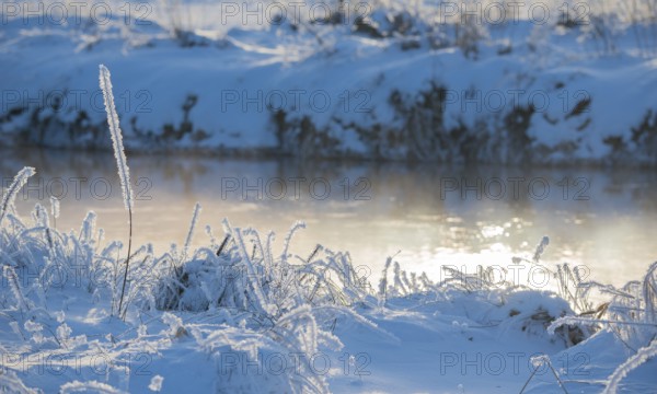 Grass covered by snow and frost, river banks in soft light, light, shimmering golden fog over the water, ice crystals on stalks, hoarfrost, grass, stalks, plants, wintery, frosty, sunny, frost, icy landscape, reflections, light reflections, reflection, silence, still life, deserted, winter day, frost, cold, nature, white, ice structures, structures, winter, warm and cold colors, blue, yellow, nature reserve, Ilmenau FFH area, Lüneburg district, Lower Saxony, Germany
