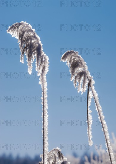 Hoarfrost, reed fronds covered with ice crystals, stalks and leaves, reeds (Phragmites australis) or reeds, blue sky, grasses, plants, cloudless, wintry, close-up, frosty, sunny, frost, icy, close-up, close-up, shining, structure, detail view, backlight, deserted, close-up, winter day, frost, cold, cold, nature, white, ice structure, structures, clear, rich in contrast, winter, nature reserve, FFH area, Ilmenau near Deutsch Evern, district of Lüneburg, Lower Saxony, Germany