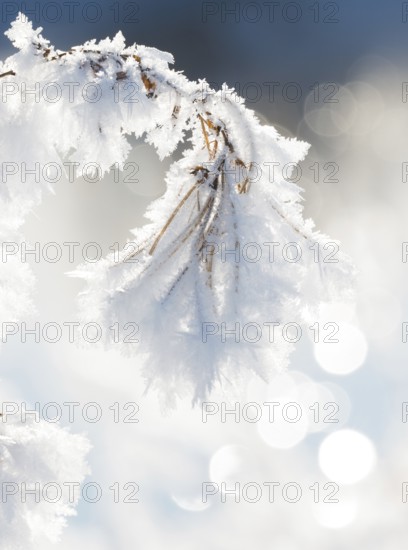 Close-up of ice crystals on a stalk, grass covered in hoarfrost, grasses, stalks, plants, wintery, close-up, close-up, macro, macro shot, frosty, sunny, frost, icy, close-up, wintery, structure, structures, detailed view, backlight, deserted, close-up, winter day, frost, cold, nature, white, ice structure, structures, winter, shimmering bokeh, light spots, light reflections, blurred background, Ilmenau FFH area, Lüneburg district, Lower Saxony, Germany