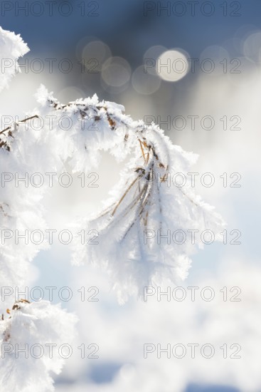 Close-up of ice crystals on a stalk, grass covered in hoarfrost, grasses, stalks, plants, wintry, close-up, macro, macro shot, frosty, sunny, frost, icy, close up, close-up, bright, structure, structures, back light, deserted, close-up, winter day, frost, cold, nature, white, ice structure, structures, winter, bokeh, light spots, light reflections, blurred background, nature reserve, Ilmenau FFH area, Lüneburg district, Lower Saxony, Germany