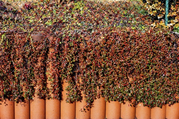 Red fruits of the cotoneaster, Bavaria, Germany