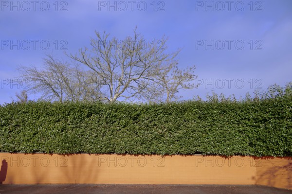 Laurel cherry hedge (Prunus laurocerasus) on an orange-coloured wall, Eckental, Middle Franconia, Bavaria, Germany