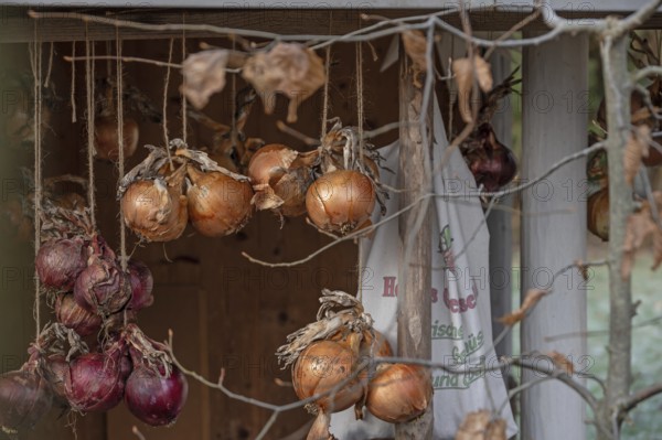 Onions (Allium cepa) hung up to dry, Bavaria, Germany