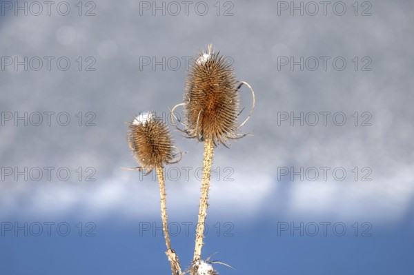 Wild teasel (Dipsacus fullonum) in winter, Bavaria, Germany