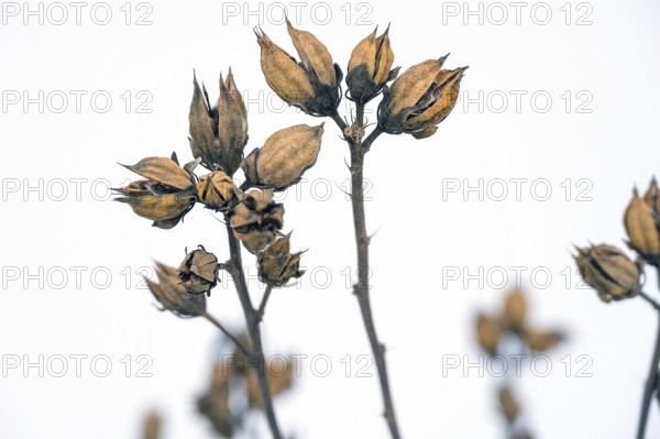 Seed capsules of the hibiscus (Hibiscus), Bavaria, Germany