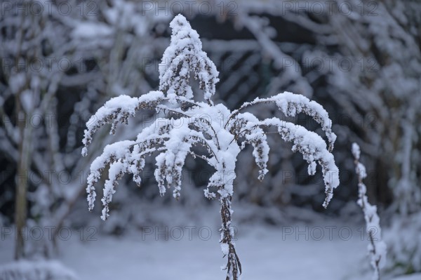 Snow on faded Solidago canadensis (Solidago canadensis), Bavaria, Germany