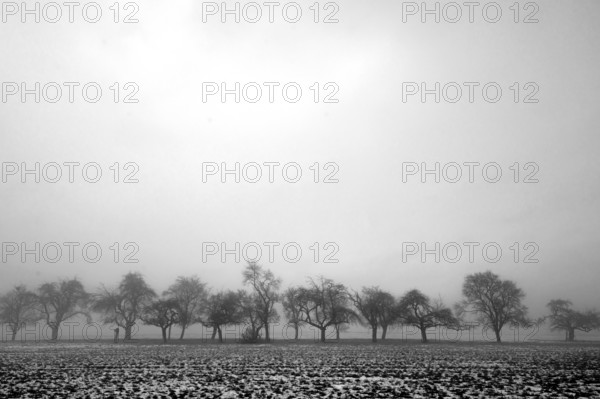 Fruit trees in winter in cloudy weather, black and white, Eckental, Middle Franconia, Bavaria, Germany