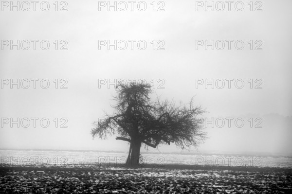Fruit tree in winter when the weather is cloudy, Eckental, Middle Franconia, Bavaria, Germany