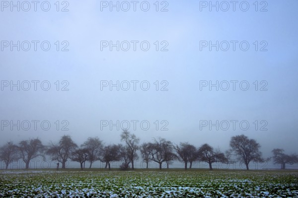 Fruit trees in winter when the weather is cloudy, Eckental, Middle Franconia, Bavaria, Germany