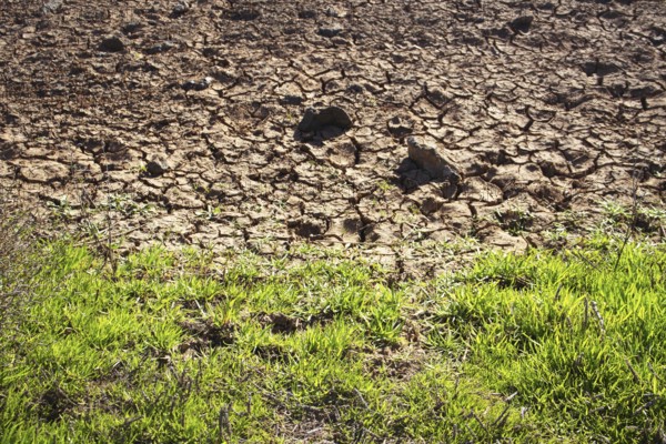 Contrast between dry, cracked soil and green grass on the edge, Playa Blanca Lanzarote