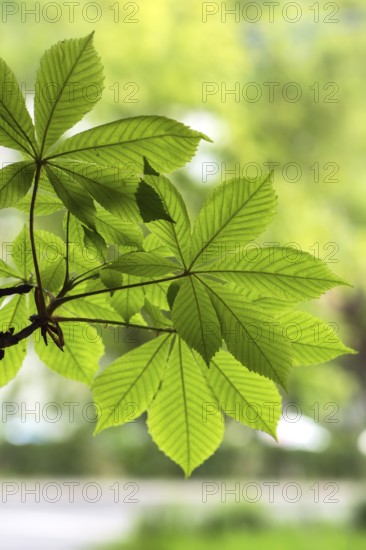 Leaves of a horse chestnut (Aesculus hippocastanum), Romania